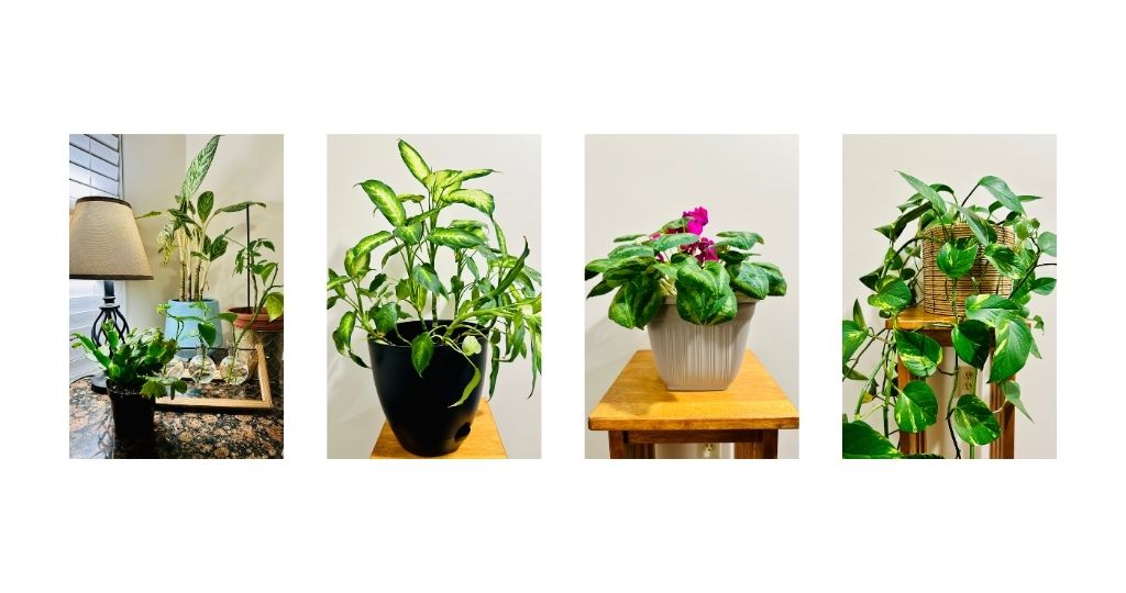 From Plant Killer to Propagation: My&nbsp;Journey